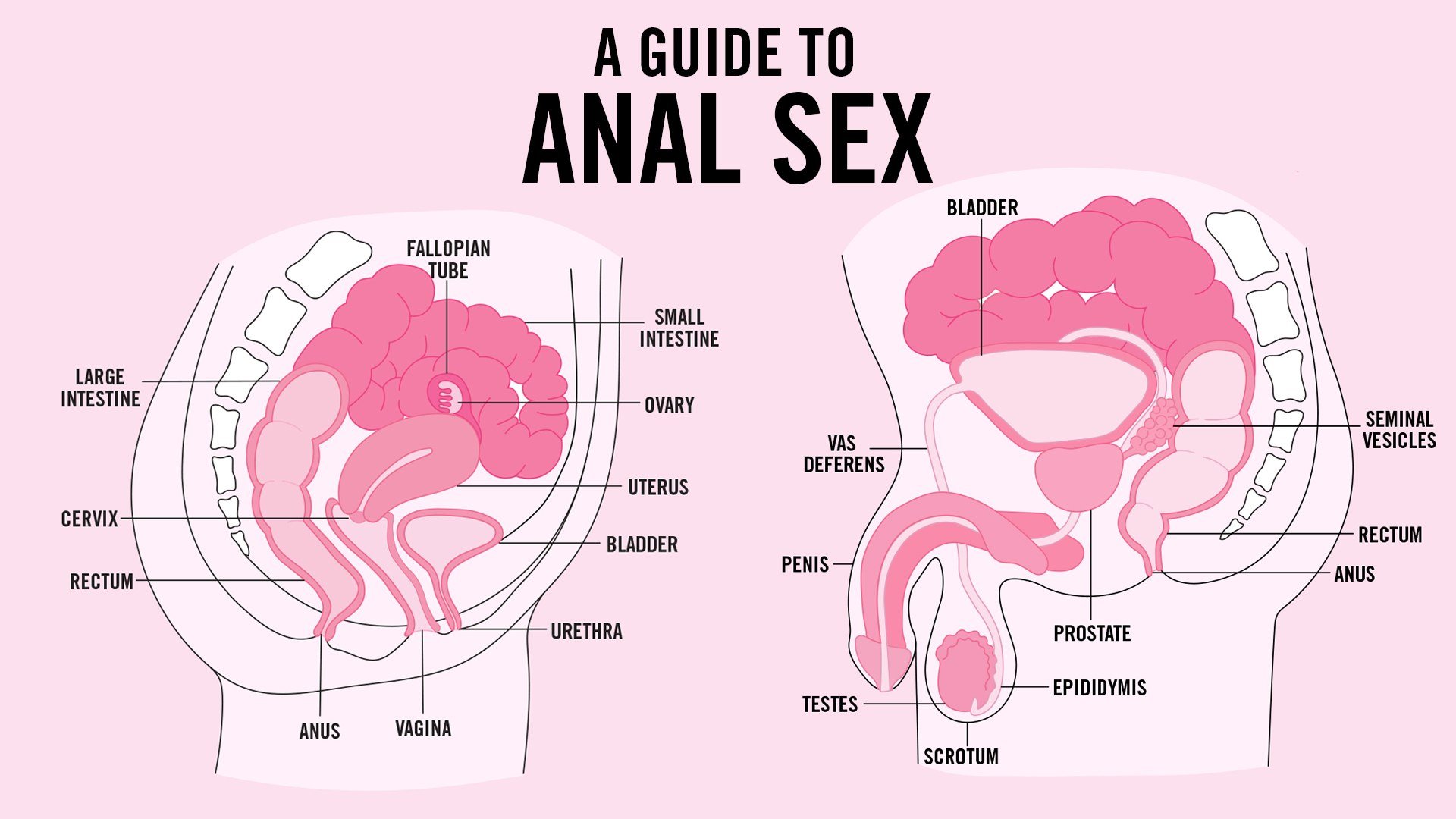married couples anal sex guide Sex Images Hq